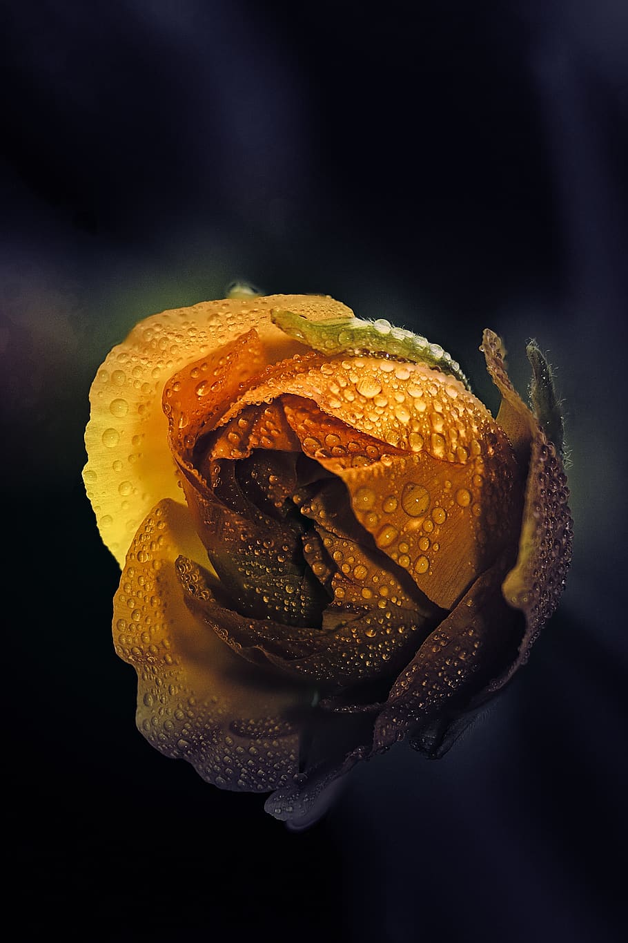 dew, drip, water, nature, rain, drop of water, dewdrop, raindrop HD wallpaper