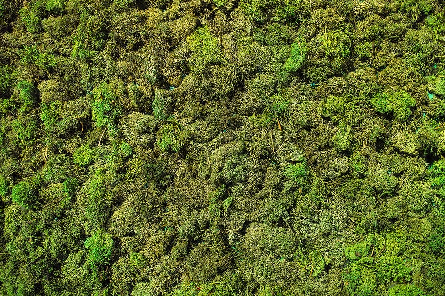 moss, green, plant, texture, spring, nature, macro, environmental HD wallpaper
