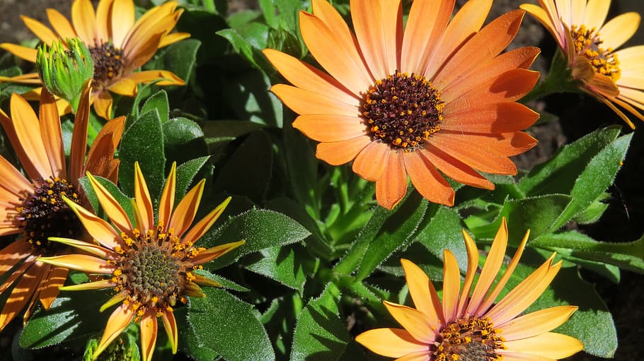 daisy, flower, flowers, spring, nature, small flowers, plants HD wallpaper