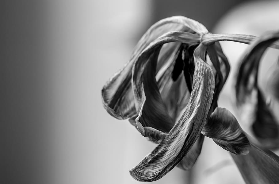 tulip, death, dead, old, wrinkled, macro, black and white, close-up HD wallpaper