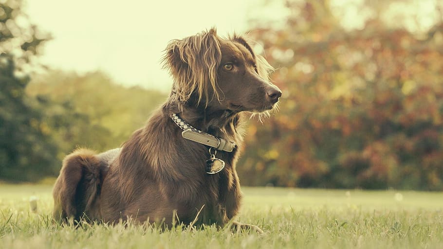 Dog In Backyard Photo, Dogs, Animals, Pets, Grass, domestic animals HD wallpaper