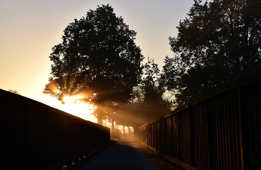 sunrise, bridge, web, tree, sunbeam, light, hell, new day, away HD wallpaper