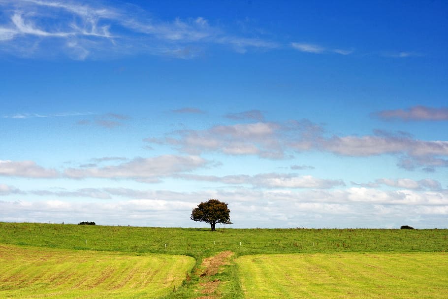 landscape, tree, field, nature, clouds, fantasy, sky, sunlight HD wallpaper