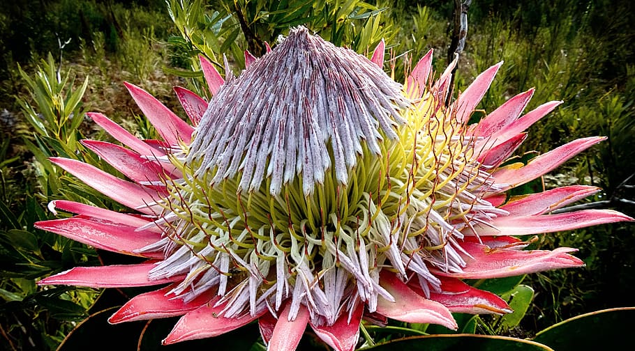 protea, king protea, flower, bloom, nature, blossom, plant, HD wallpaper