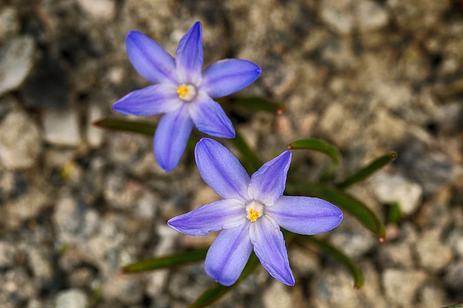flower, blue, spring, white, nature, macro, blossom, flowering plant HD wallpaper