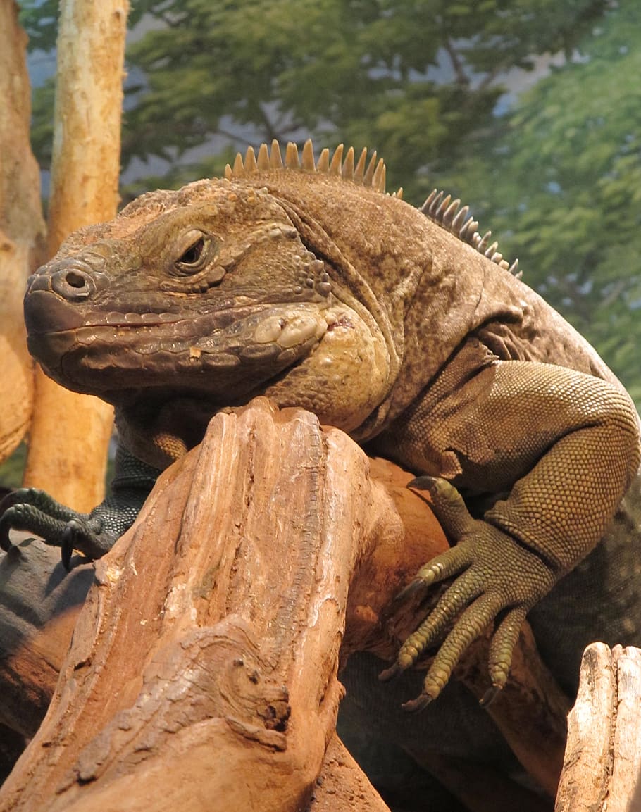 iguana, jamaican, reptile, rare, wildlife, resting, animal, HD wallpaper