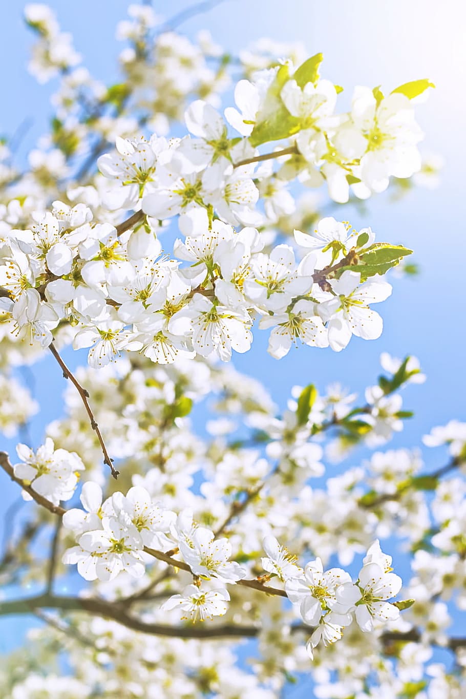 background, beautiful, beauty, bloom, blossom, blue, branch HD wallpaper