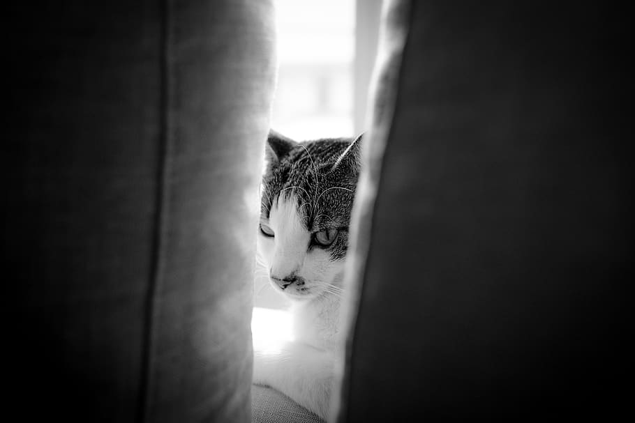 italy, milan, cat, domestic cat, feline, pets, mammal, domestic animals HD wallpaper