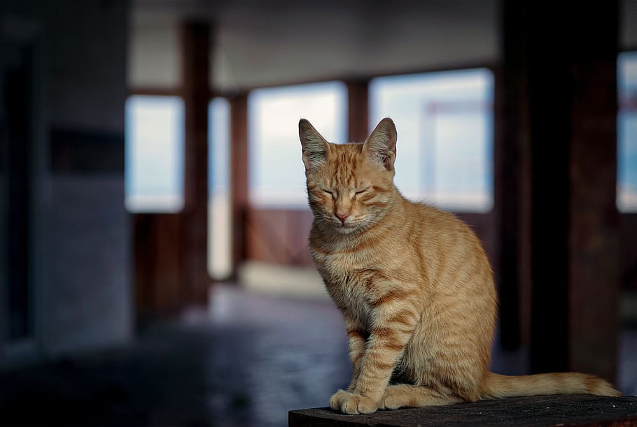 sleepy, cat, animals, cute, head, portrait, eyes, tired, mustache HD wallpaper