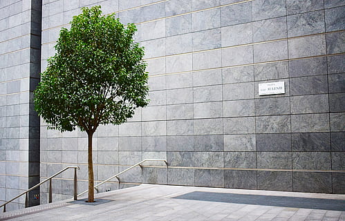green-leafed tree near wall, plant, banister, handrail, italy HD wallpaper