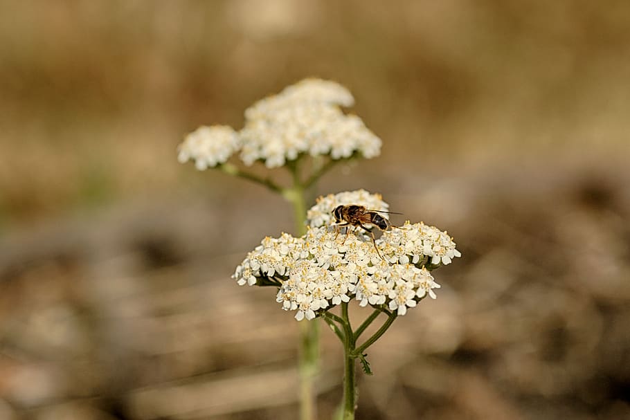 wild flower, insect, nature, animal themes, animal wildlife HD wallpaper