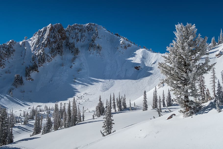 snowy mountain during daytime, tree, plant, nature, fir, abies HD wallpaper