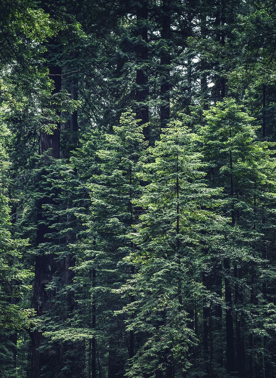 nature, forests, trees, branches, trunk, leaves, green, plant HD wallpaper