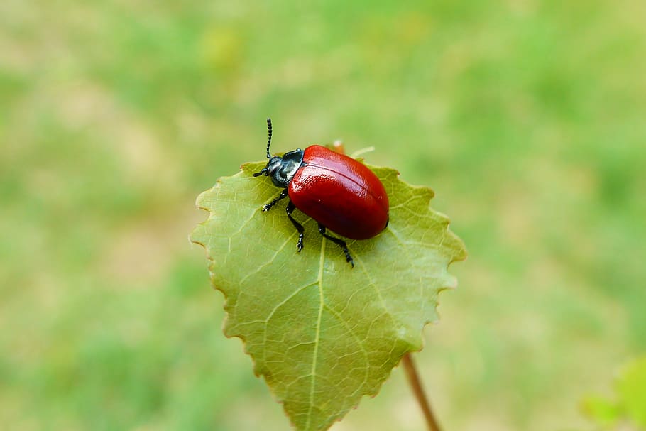 invertebrate, insect, animal wildlife, plant part, close-up HD wallpaper