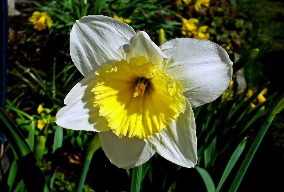 flower, krokus, spring, nature, garden, colorful nature, the petals HD wallpaper