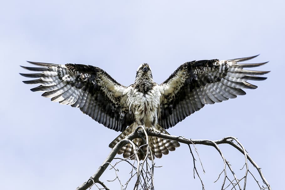 falcon on withered tree, bird, branch, wing, feather, land, flight HD wallpaper