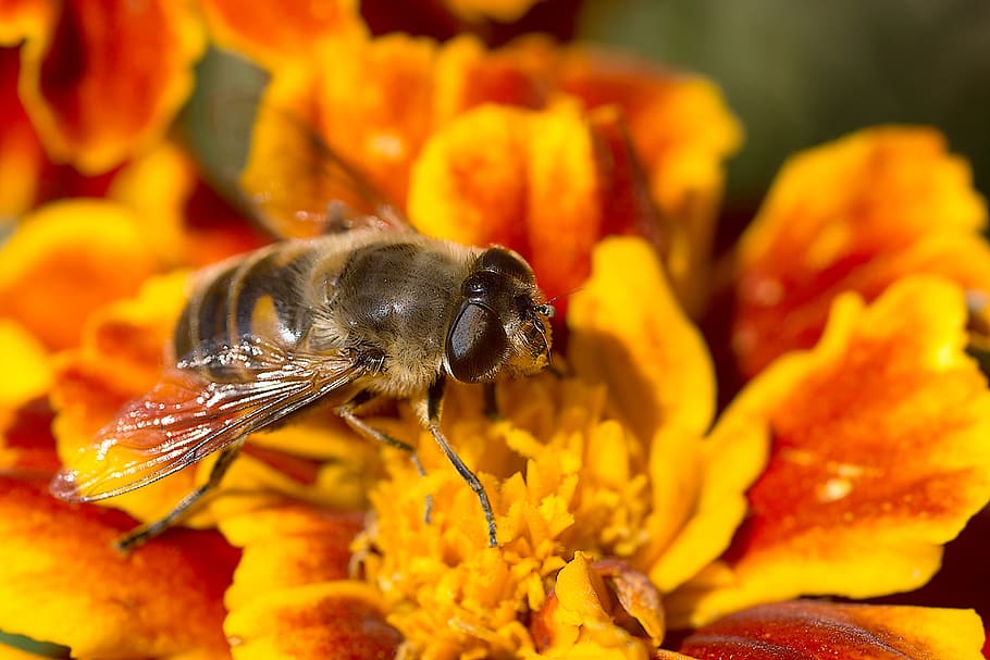 Black and Orange Bee on Flower, blooming, blur, close-up, flowers HD wallpaper