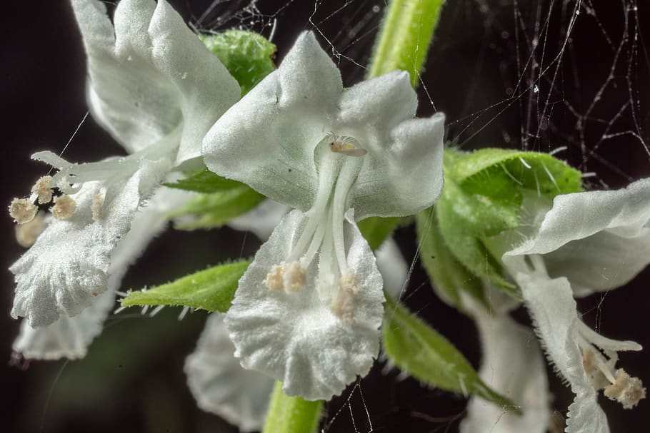macro, blossom, bloom, basil, close up, garden, summer, plant HD wallpaper