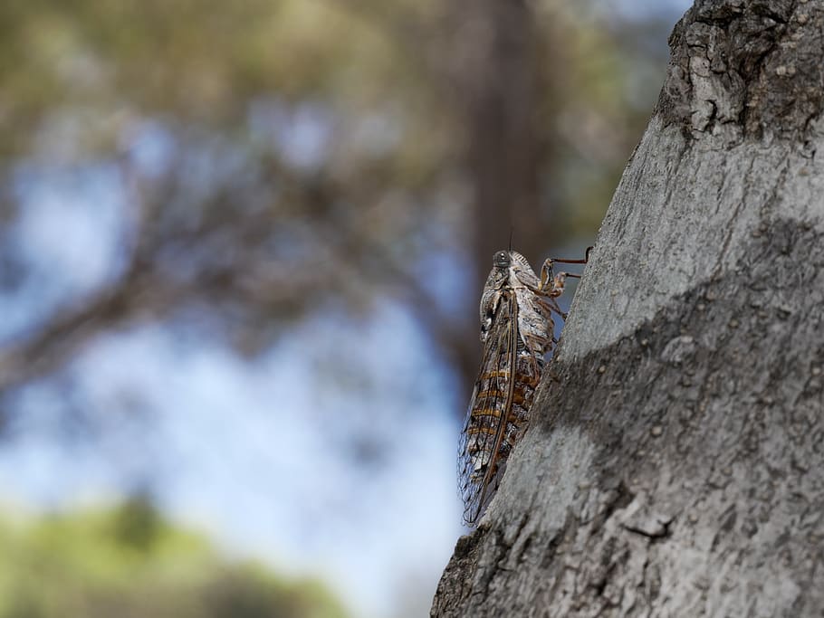 cicada, nature, trunk, insects, wing, tree, summer, invertebrates HD wallpaper