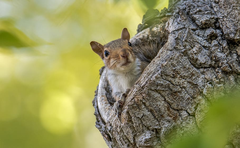 Squirrel in Wooden Tree, animal, animal photography, cute, little HD wallpaper