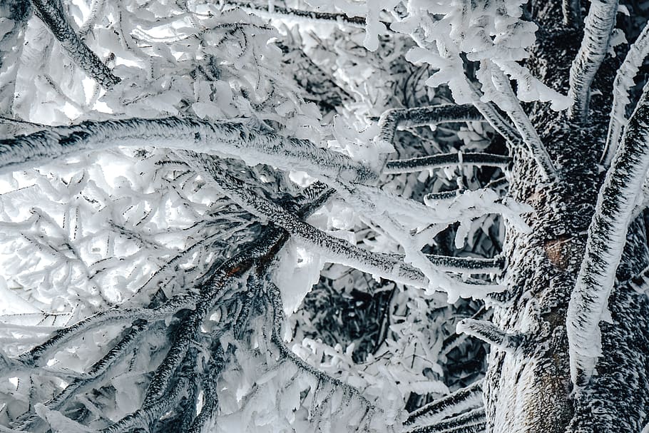 snow covered trees, nature, outdoors, ice, frost, winter, animal HD wallpaper