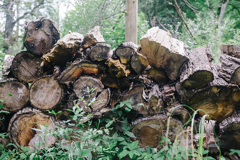 long-lying firewood, background, brown, cut, down, dry, forest HD wallpaper