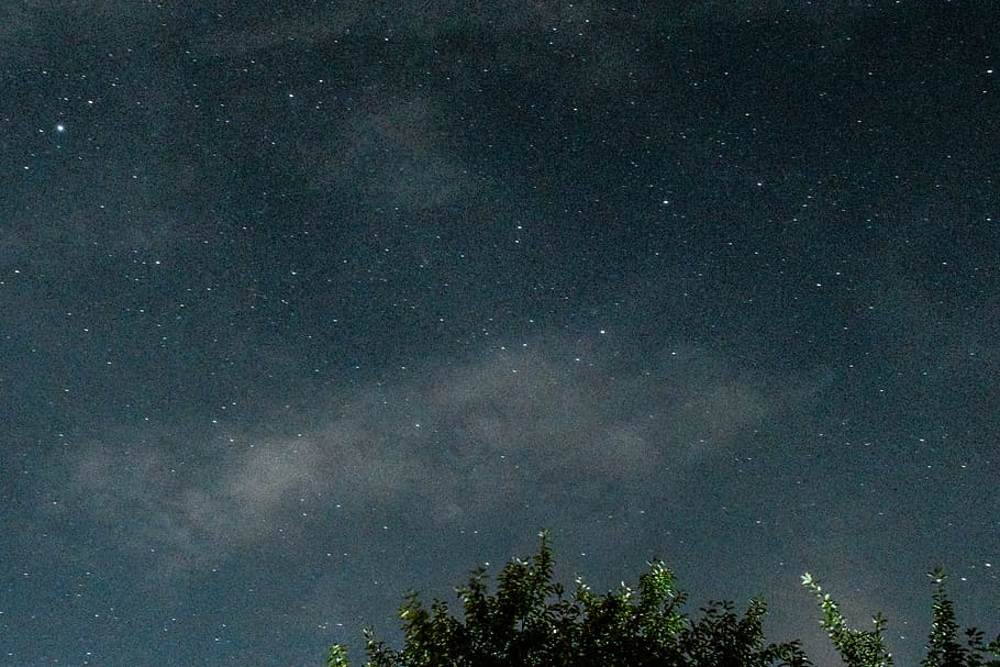 stars and trees during nighttime, sky, cloud, plant, long exposure HD wallpaper