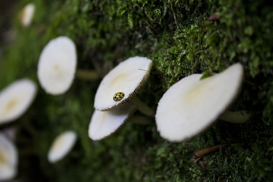 mushroom, plant, no people, nature, selective focus, moss, growth HD wallpaper