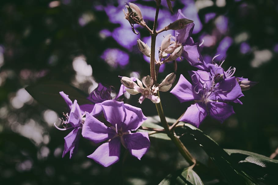 Purple Petaled Flower, bloom, blooming, blossom, blurred background HD wallpaper