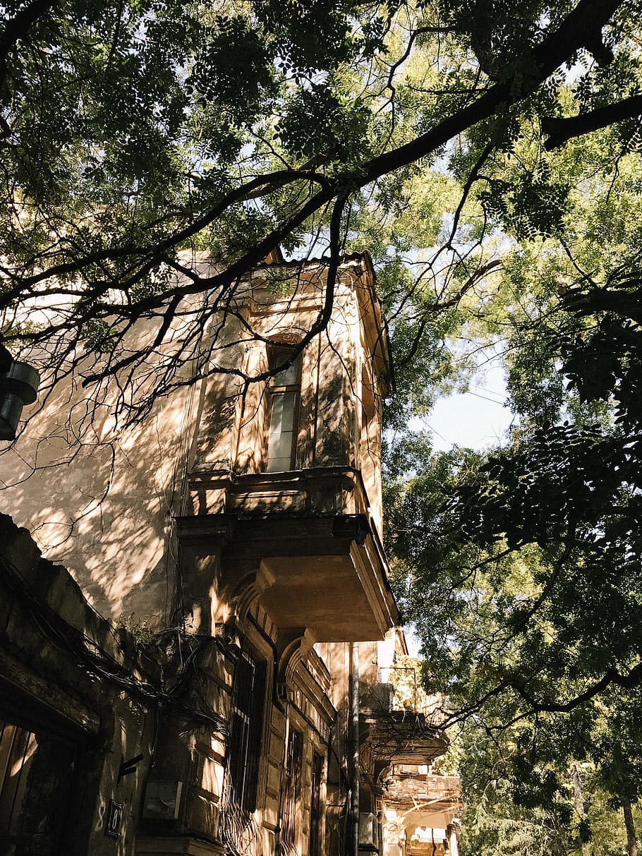 Low Angle Photography of Building Structure Near Trees, architecture HD wallpaper