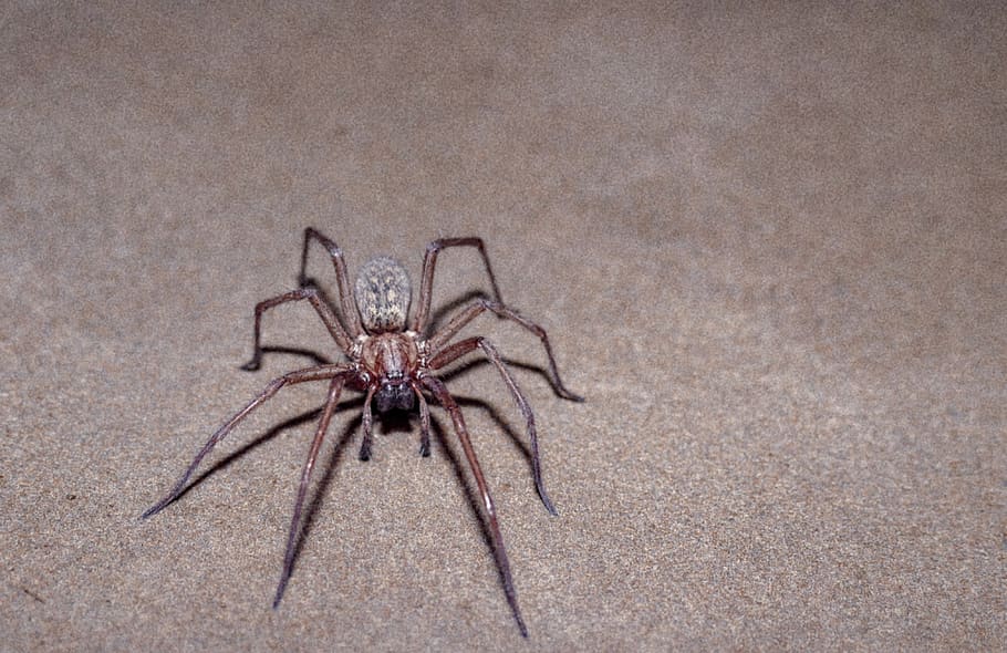 spider, scary, insect, nature, creepy, horror, hairy, alive, HD wallpaper