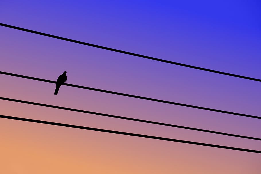 bird, minimal, color, cable, animal themes, animal wildlife HD wallpaper
