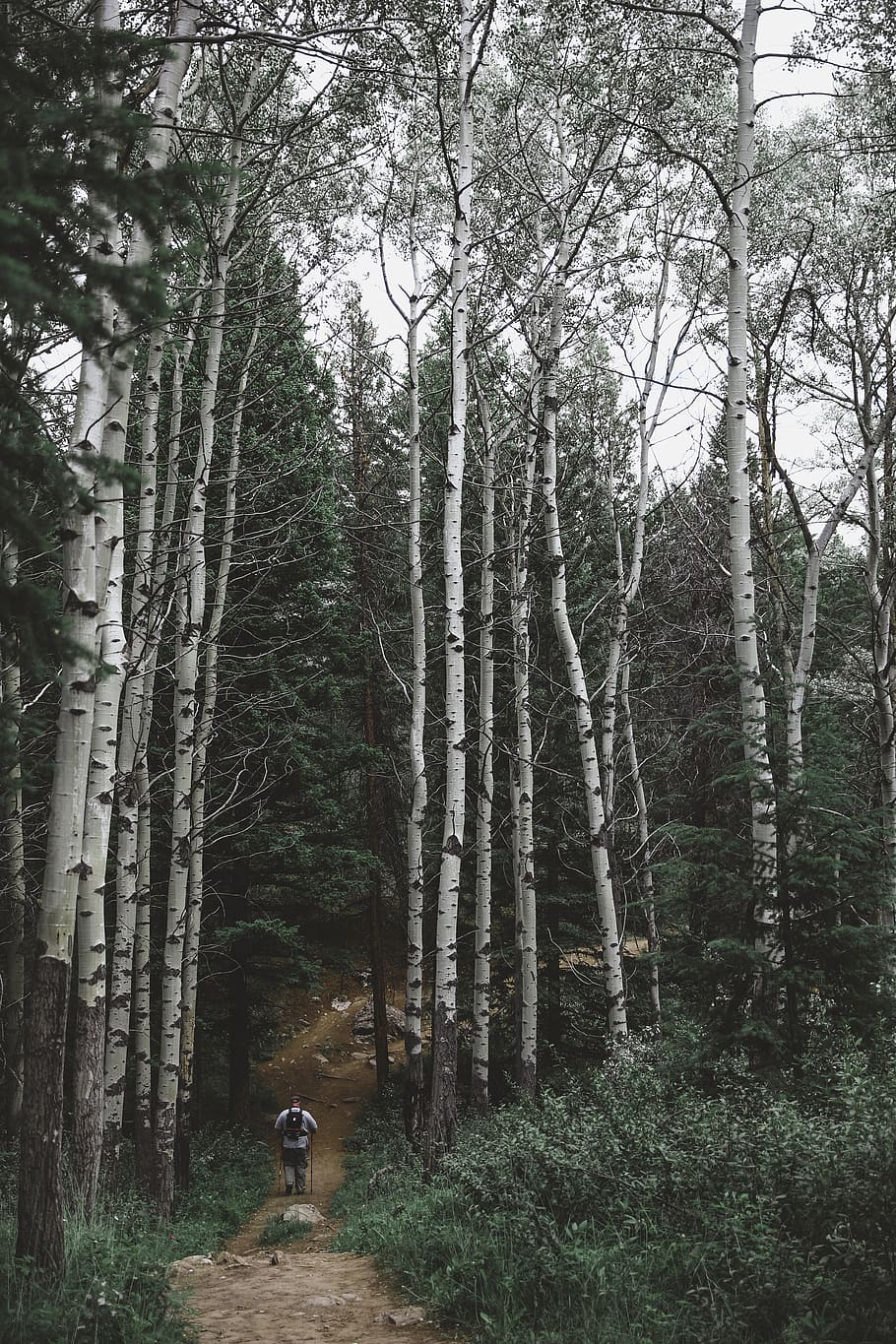 man walking between trees during daytime, plant, forest, land HD wallpaper