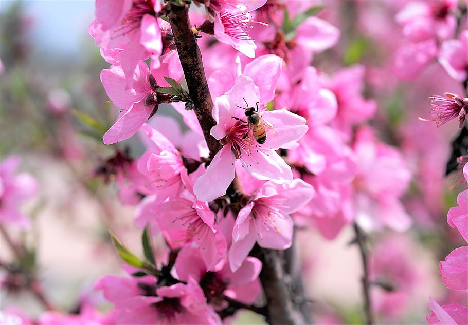 flower, spring, nature, beautiful, bee, pink, flowers, plants HD wallpaper