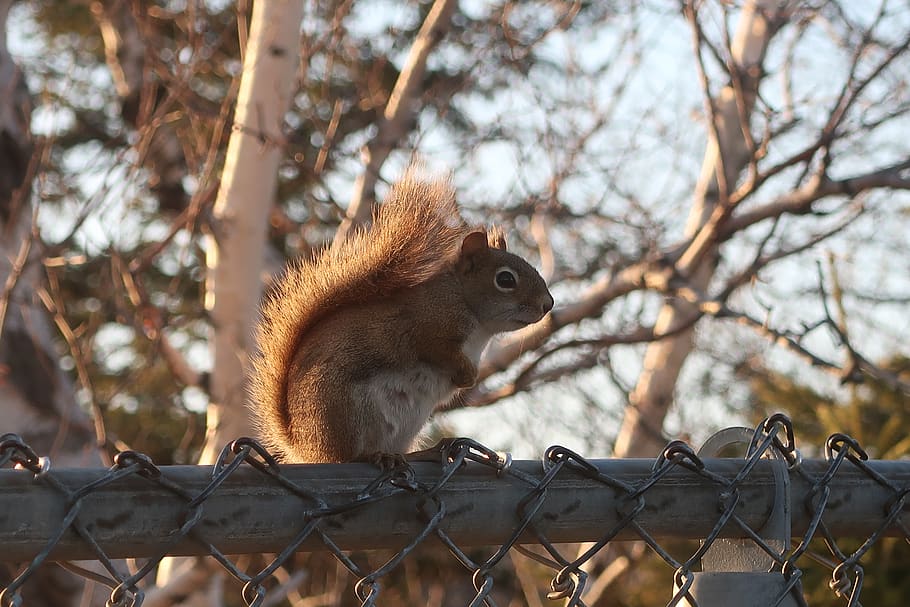 squirrel, nature, sun, landscape, tree, animal themes, animal wildlife HD wallpaper