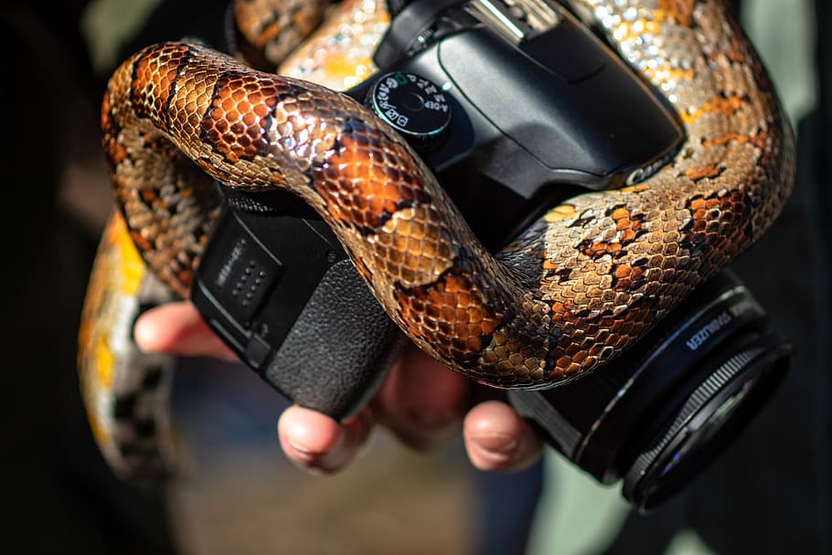 close-up of black Canon DSLR camera and snake, reptile, animal, HD wallpaper