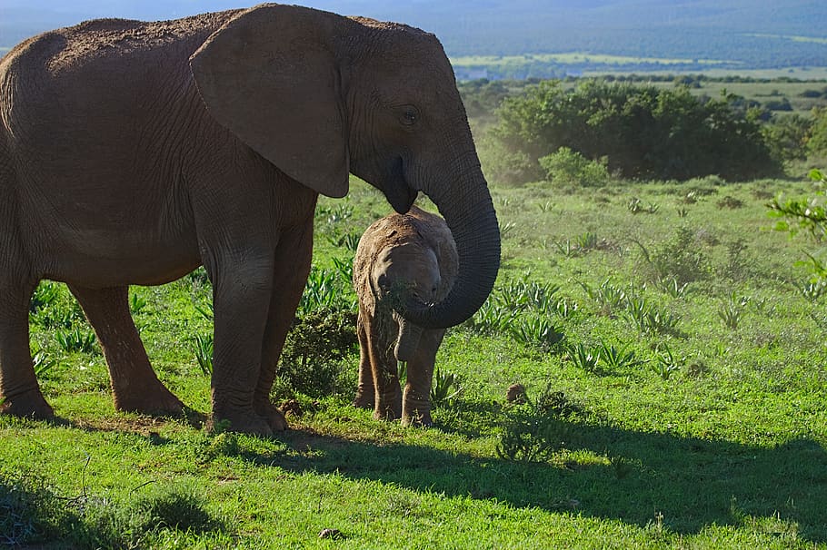 elephant, young, old, animal, addo, national, park, south, africa HD wallpaper