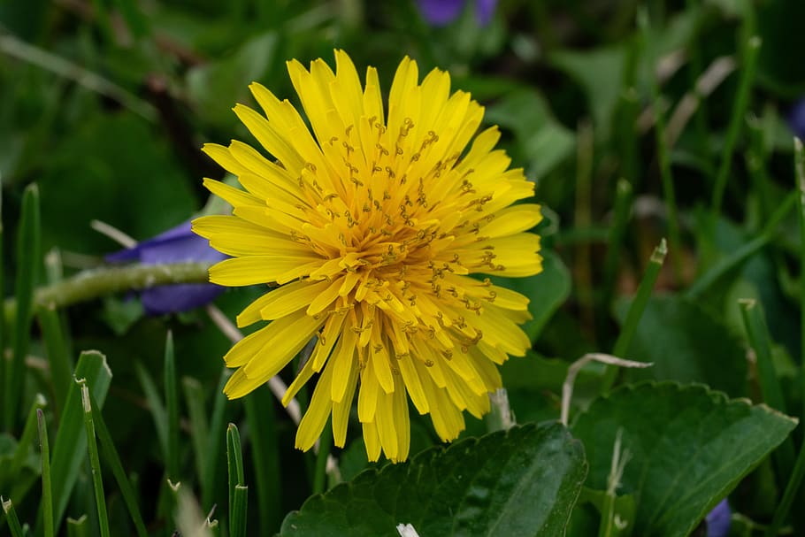 dandelion, grass, weed, nature, spring, flower, yellow, flowering plant HD wallpaper