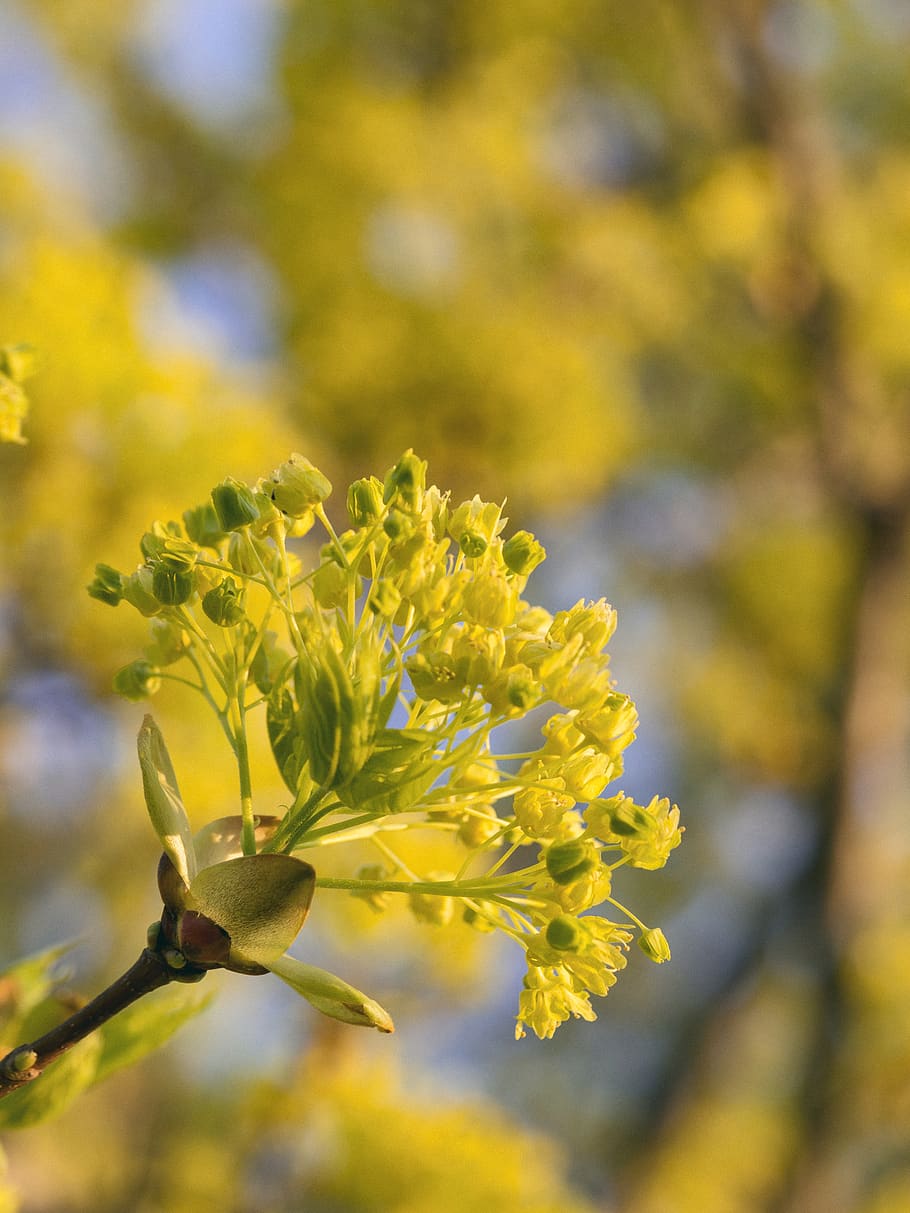 yellow, nature, new, spring, flower, tree, bud, grow, flowering plant