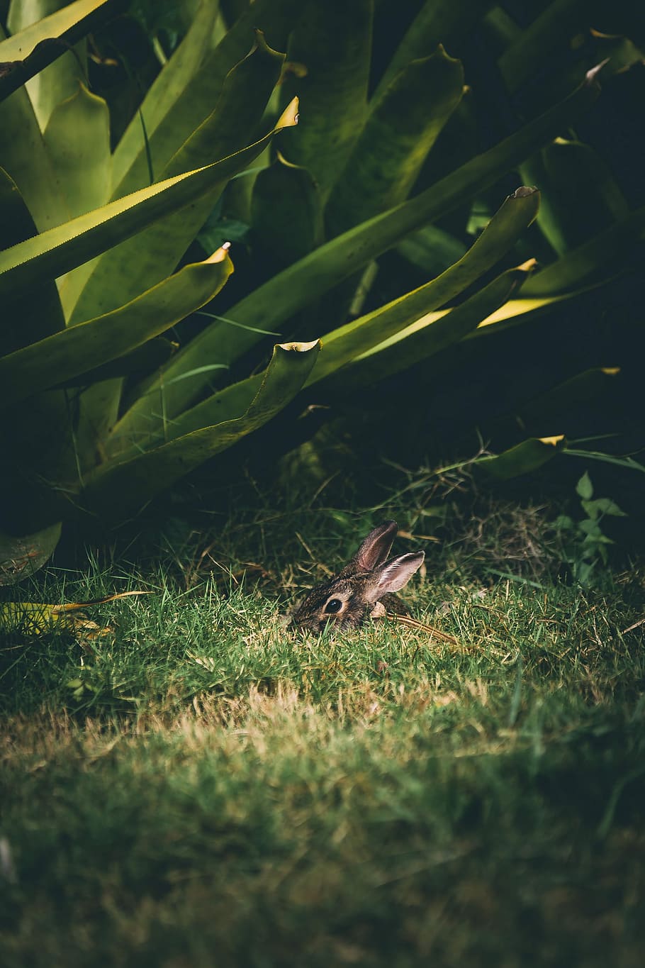macro shot photography of brown animal hiding in grass, plant HD wallpaper