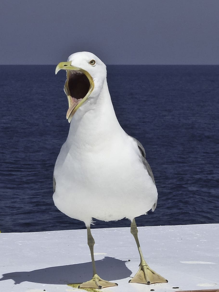 Hd Wallpaper Seagull Bird Angry White Bird Anger Beak Shout