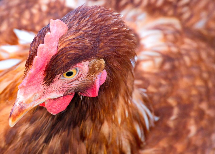 chicken, egg, farm, hen, cattle, running, bio, poultry, agriculture HD wallpaper