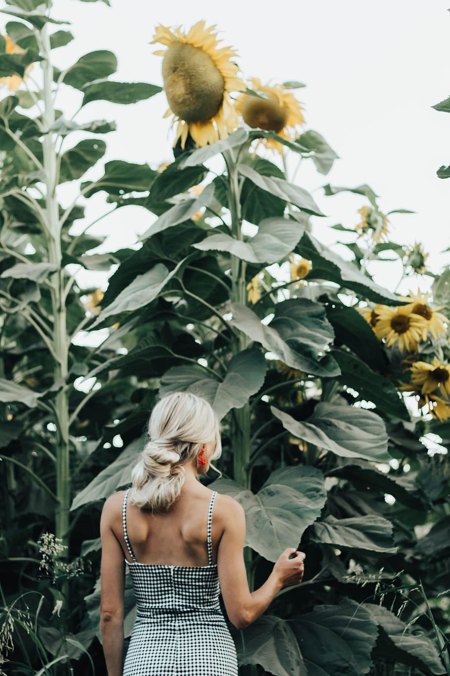 woman standing by sunflower field, blonde, bun, summertime, hair HD wallpaper