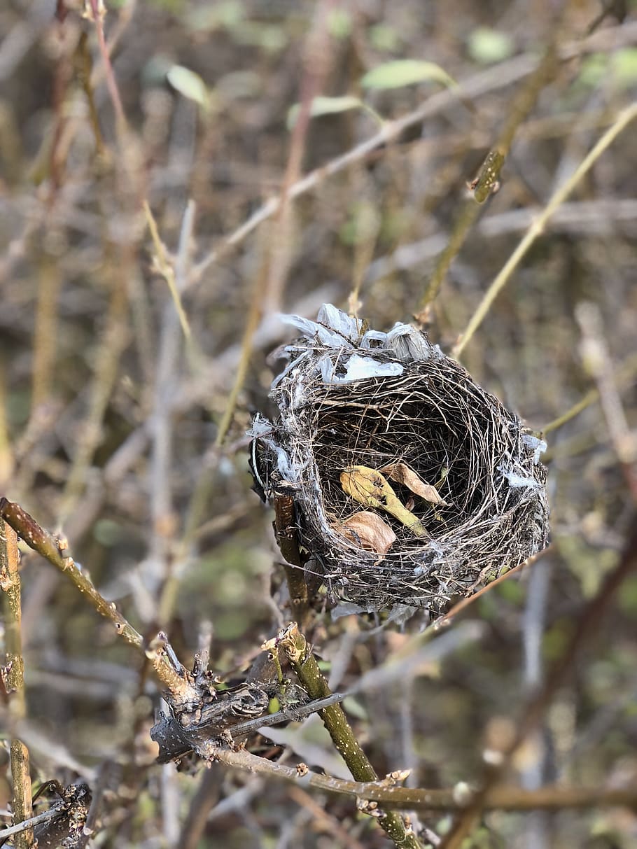 nest, focus on foreground, day, close-up, no people, nature HD wallpaper