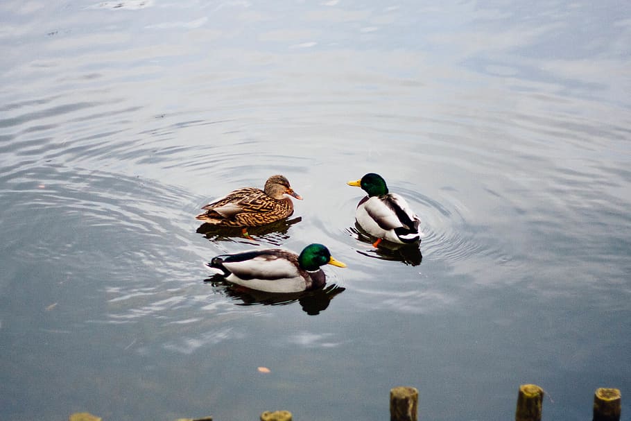 three ducks on water, animal, bird, waterfowl, mallard, outdoors HD wallpaper