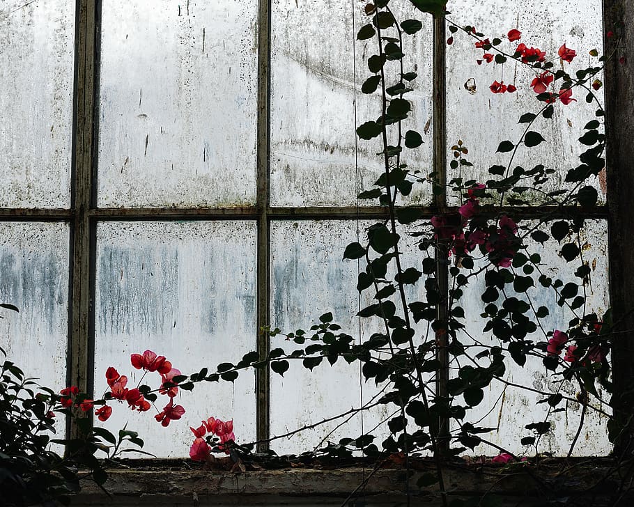 red flowers beside window, plant, no people, day, wall - building feature HD wallpaper