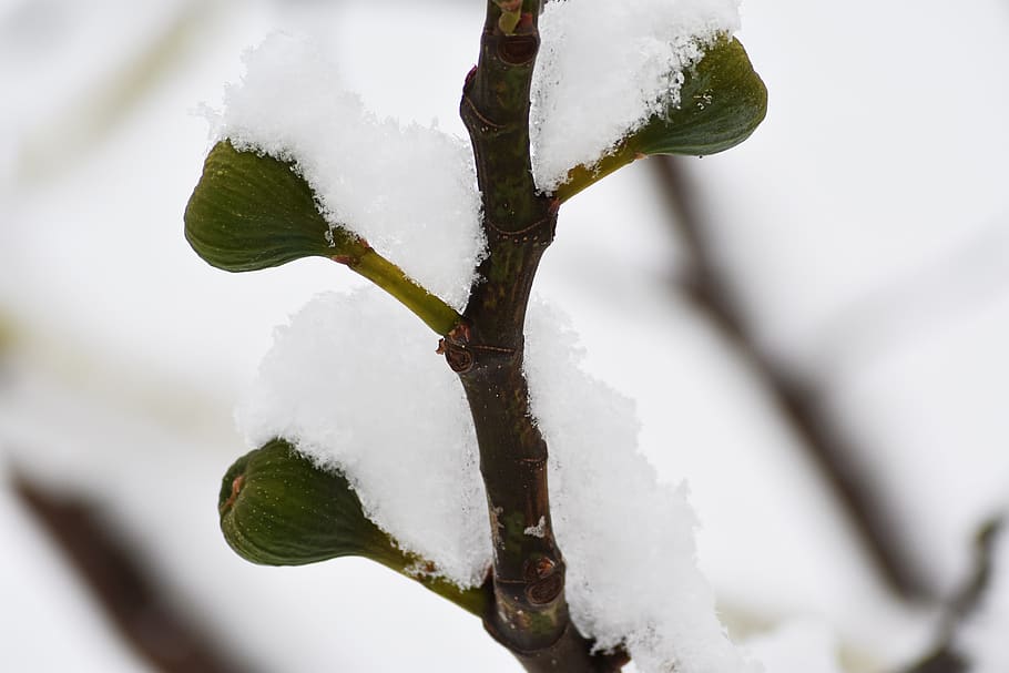 fig, winter, snow, cold, fruit, cold temperature, nature, white color HD wallpaper