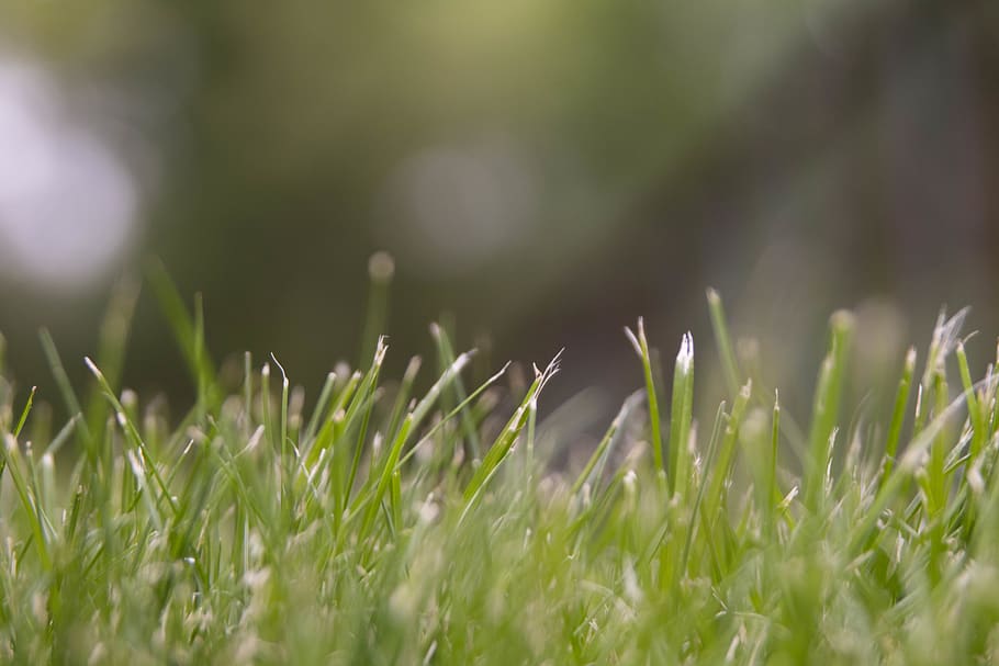 grass, plant, lawn, spring, green, summer, blur, wallpaper HD wallpaper