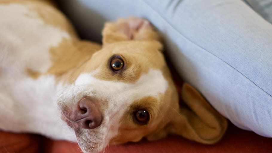 short-coated tan dog, canine, domestic, pets, one animal, mammal HD wallpaper