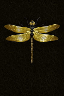 dragonfly, insect, macro, wing, animal, close up, shiny, isolated HD wallpaper